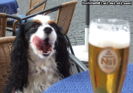 Cavalier King Charles Spaniel Hunde Foto 44272 in höherer Auflösung ansehen Cavalier King Charles Spaniel Auch ich habe Durst!... ;-)