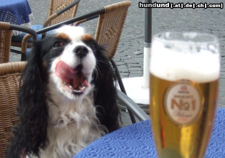 Cavalier King Charles Spaniel Auch ich habe Durst!... ;-)