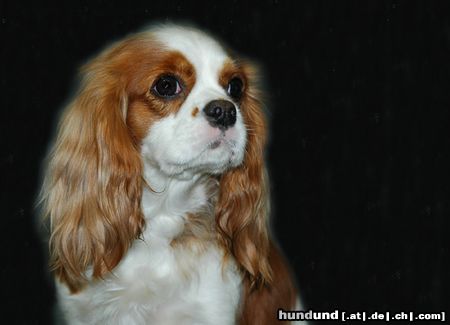 Cavalier King Charles Spaniel Hunde Foto 20442 in höherer Auflösung ansehen Cavalier King Charles Spaniel CACIB Erfurt 2005