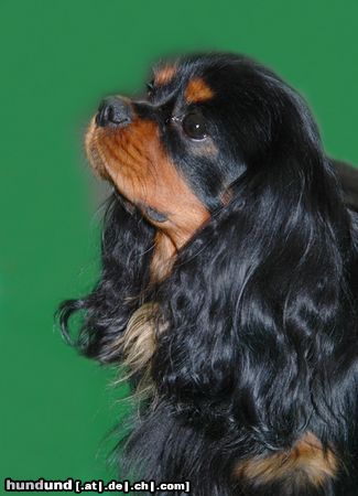 Cavalier King Charles Spaniel Hunde Foto 20479 in höherer Auflösung ansehen Cavalier King Charles Spaniel CACIB Erfurt