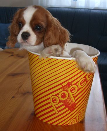 Cavalier King Charles Spaniel Hunde Foto 35212 in höherer Auflösung ansehen Cavalier King Charles Spaniel Rakeltons Entertainer