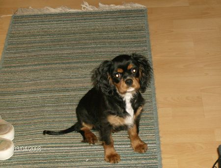 Cavalier King Charles Spaniel farbfehler, na und ??