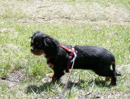 Cavalier King Charles Spaniel Hunde Foto 41781 in höherer Auflösung ansehen Cavalier King Charles Spaniel amelie