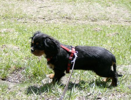 Cavalier King Charles Spaniel amelie