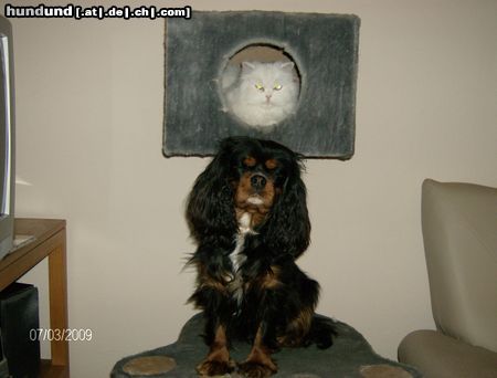 Cavalier King Charles Spaniel Hunde Foto 44371 in höherer Auflösung ansehen Cavalier King Charles Spaniel Amelie erobert den Kratzbaum