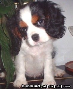 Cavalier King Charles Spaniel Hunde Foto 16874 in höherer Auflösung ansehen Cavalier King Charles Spaniel Cavalier King Charles Girl!