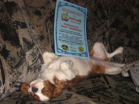 Cavalier King Charles Spaniel Hunde Foto 29968 in höherer Auflösung ansehen Cavalier King Charles Spaniel War das Stressig!!!!