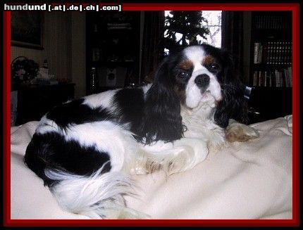 Cavalier King Charles Spaniel Hunde Foto 8393 Cavalier King Charles Spaniel Der wunderschöne Zuchtrüde Jackpot Arusava