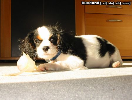 Cavalier King Charles Spaniel Hunde Foto 8498 Cavalier King Charles Spaniel Unser Liebling Jenny