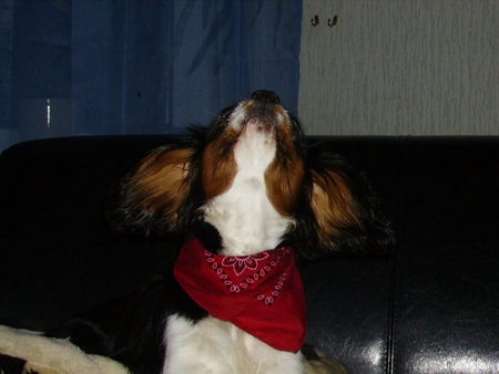 Cavalier King Charles Spaniel Hunde Foto 30402 Cavalier King Charles Spaniel hÖrt mich jeder