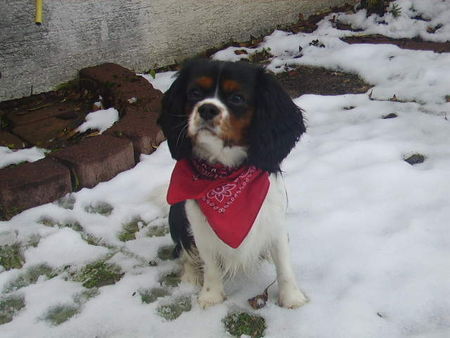 Cavalier King Charles Spaniel Hunde Foto 28050 Cavalier King Charles Spaniel Jui 12/05