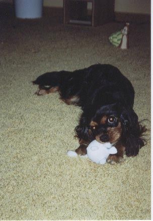 Cavalier King Charles Spaniel Kessie