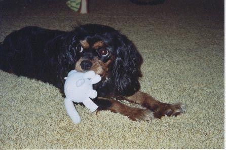 Cavalier King Charles Spaniel Kessie beim Spielen