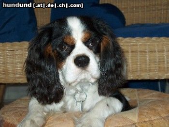 Cavalier King Charles Spaniel Der wunderschöne Rüde Oscar of Golden Comfort