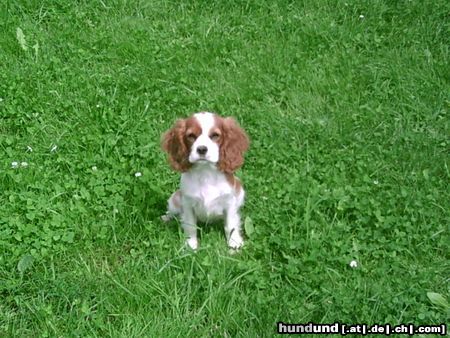 Cavalier King Charles Spaniel Hunde Foto 13706 Cavalier King Charles Spaniel ida sitzt