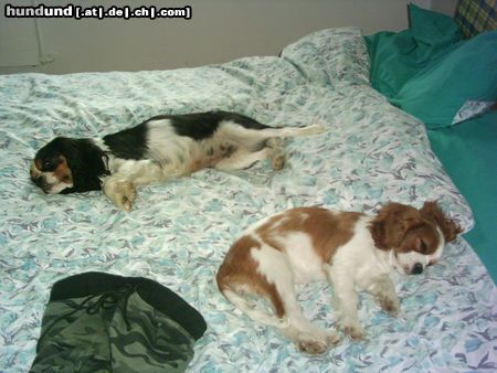 Cavalier King Charles Spaniel Hunde Foto 13707 Cavalier King Charles Spaniel ida schläft, dahinter ihre mama