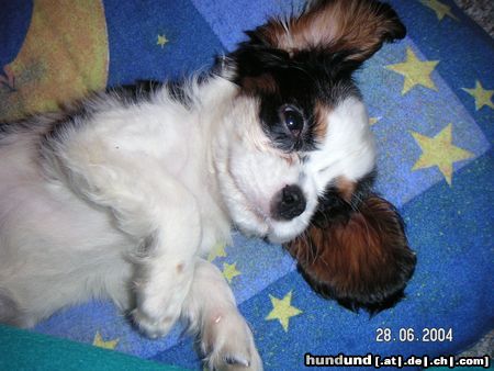 Cavalier King Charles Spaniel Hunde Foto 12879 Cavalier King Charles Spaniel Mein süßer Clooney