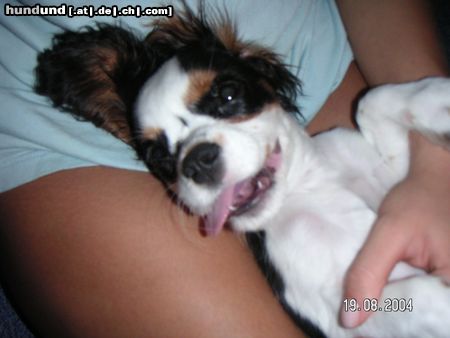 Cavalier King Charles Spaniel Hunde Foto 14886 in höherer Auflösung ansehen Cavalier King Charles Spaniel Clooney