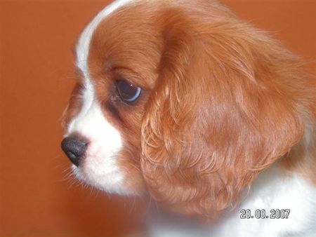 Cavalier King Charles Spaniel ARISTOS FAIR ZUCHTSTÄTTE