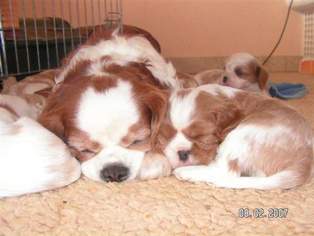 Cavalier King Charles Spaniel ARISTOS FAIR ZUCHTSTÄTTE