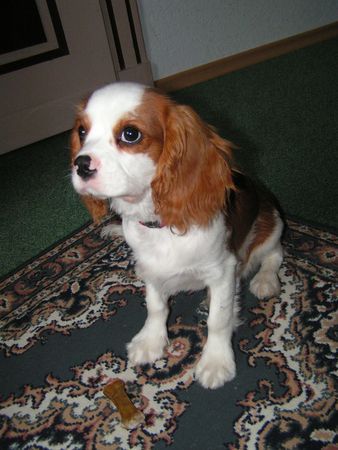 Cavalier King Charles Spaniel Hunde Foto 35466 in höherer Auflösung ansehen Cavalier King Charles Spaniel