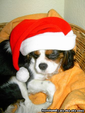 Cavalier King Charles Spaniel Hunde Foto 21167 in höherer Auflösung ansehen Cavalier King Charles Spaniel Merry Christmas