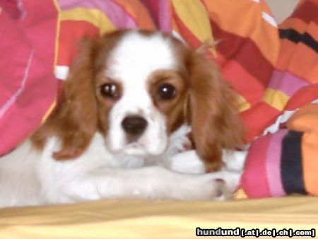 Cavalier King Charles Spaniel Hunde Foto 9917 Cavalier King Charles Spaniel Mein Liebling Perro