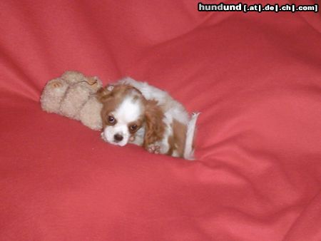 Cavalier King Charles Spaniel Hunde Foto 9918 Cavalier King Charles Spaniel PERRO