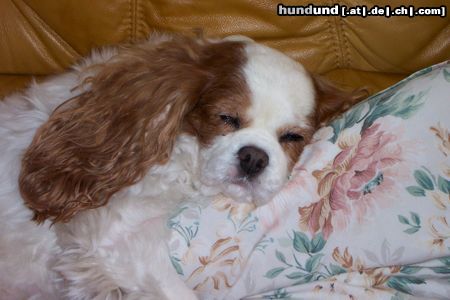 Cavalier King Charles Spaniel Hunde Foto 5775 Cavalier King Charles Spaniel Faradina Summer Sun