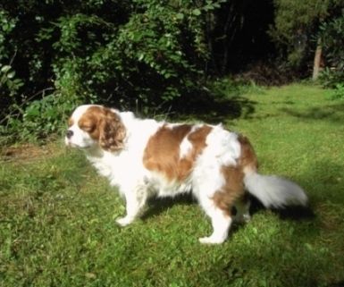 Cavalier King Charles Spaniel Das ist mein Cavalier.