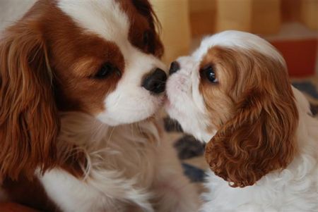 Cavalier King Charles Spaniel ARISTOS FAIR ZUCHTSTÄTTE