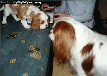 Cavalier King Charles Spaniel Hunde Foto 11459 Cavalier King Charles Spaniel Baster Aldaha Gold