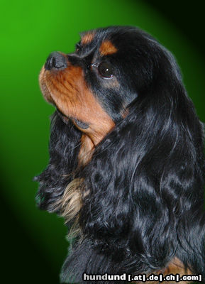 Cavalier King Charles Spaniel Hunde Foto 24578 in höherer Auflösung ansehen Cavalier King Charles Spaniel Cavalier King Charles Spaniel