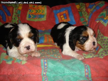 Cavalier King Charles Spaniel Hunde Foto 23158 in höherer Auflösung ansehen Cavalier King Charles Spaniel little dream for you