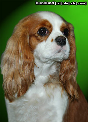 Cavalier King Charles Spaniel Cavalier King Charles Spaniel