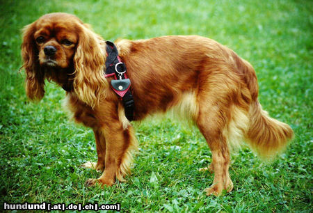 Cavalier King Charles Spaniel Hunde Foto 25254 in höherer Auflösung ansehen Cavalier King Charles Spaniel