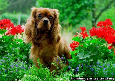 Cavalier King Charles Spaniel Hunde Foto 12855 Cavalier King Charles Spaniel Blumencharlie