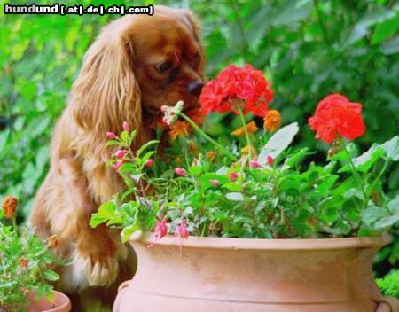 Cavalier King Charles Spaniel Hunde Foto 12856 Cavalier King Charles Spaniel *schnüff*