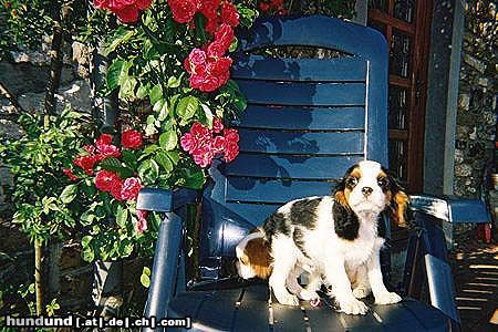 Cavalier King Charles Spaniel Hunde Foto 12858 Cavalier King Charles Spaniel Omas Liebling