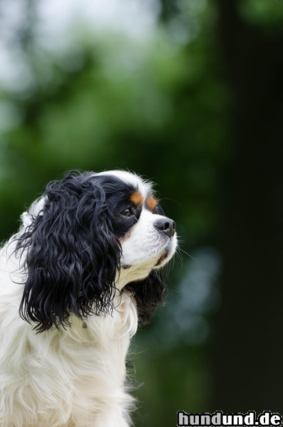 Cavalier King Charles Spaniel Cavalier King Charles Spaniel