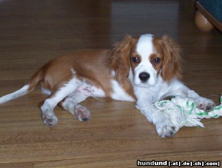 Cavalier King Charles Spaniel Hunde Foto 8120 Cavalier King Charles Spaniel Chicco als kleiner Welpe
