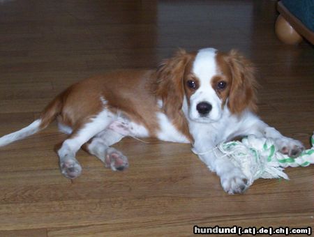 Cavalier King Charles Spaniel Chicco als kleiner Welpe