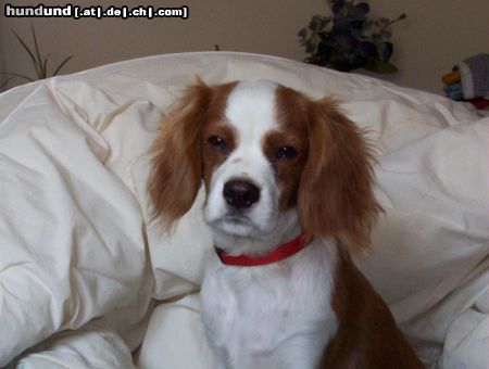 Cavalier King Charles Spaniel Chicco