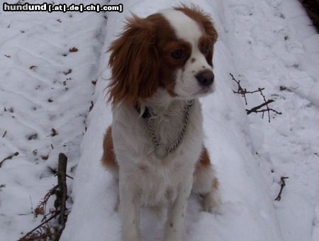 Cavalier King Charles Spaniel Hunde Foto 8129 Cavalier King Charles Spaniel Chicco beim Winterspaziergang