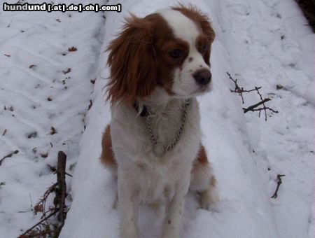 Cavalier King Charles Spaniel Chicco beim Winterspaziergang