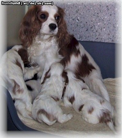 Cavalier King Charles Spaniel Hunde Foto 8395 Cavalier King Charles Spaniel Wunderschöne Hündin mit ihren jungen aus der Zucht of Golden Comfort Schweiz