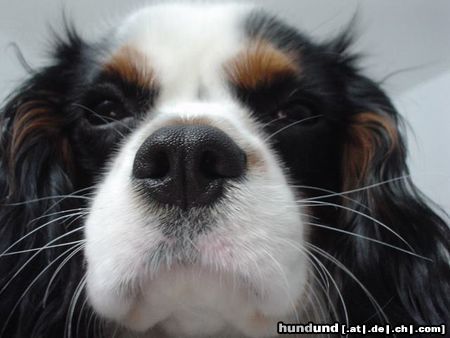 Cavalier King Charles Spaniel Hunde Foto 20065 in höherer Auflösung ansehen Cavalier King Charles Spaniel Noch näher und ich beisse dich :o)