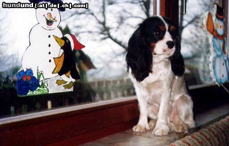 Cavalier King Charles Spaniel Hunde Foto 12869 Cavalier King Charles Spaniel eine stolze Dame