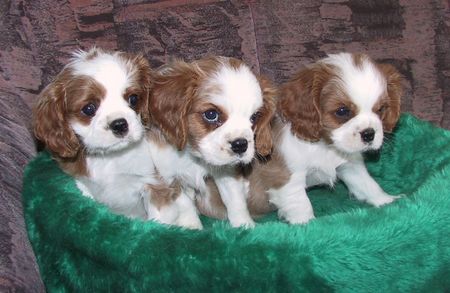 Cavalier King Charles Spaniel Hunde Foto 2109 Cavalier King Charles Spaniel Süßer Welpe