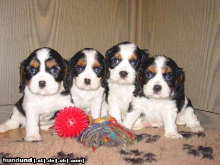 Cavalier King Charles Spaniel Hunde Foto 11551 Cavalier King Charles Spaniel Cavaliers little dream for you